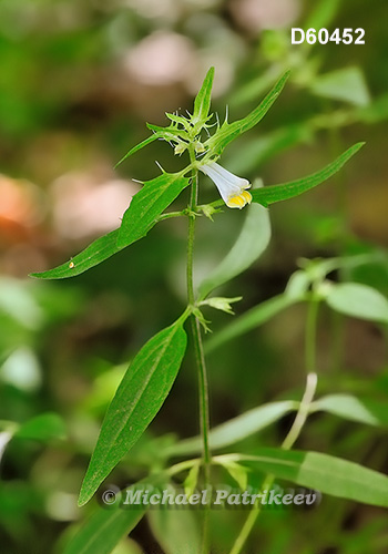 American Cow-wheat (Melampyrum lineare)